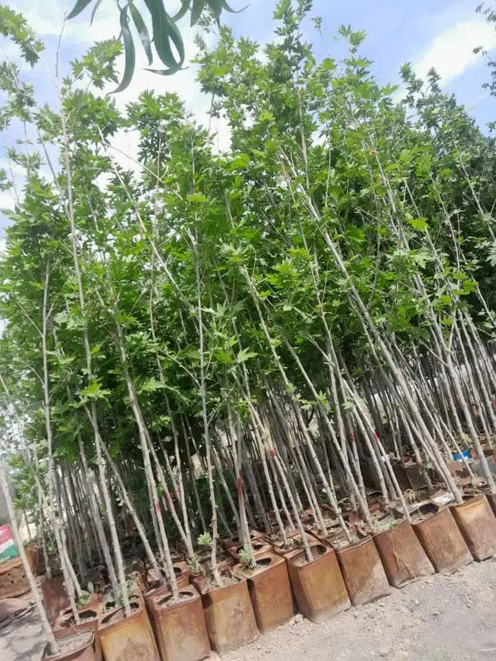 چنار|گل و گیاه طبیعی|مشهد, امیرآباد|دیوار