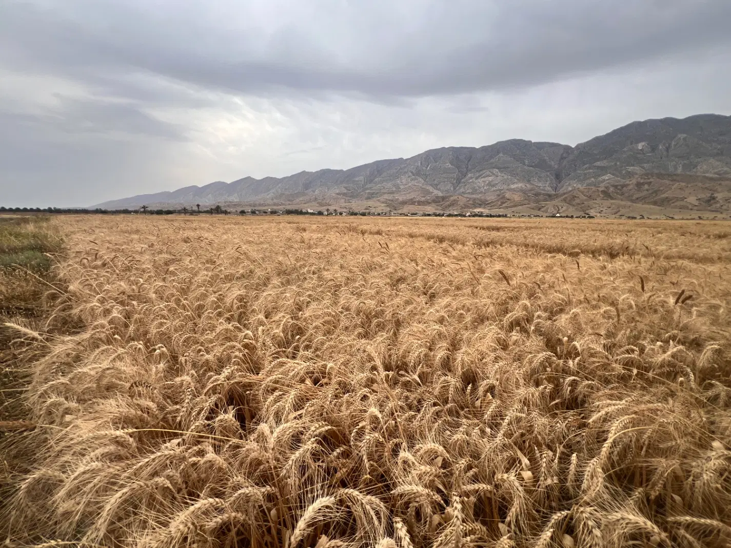 گندم hp|خدمات باغبانی و درختکاری|اهواز, شریعتی جنوبی|دیوار