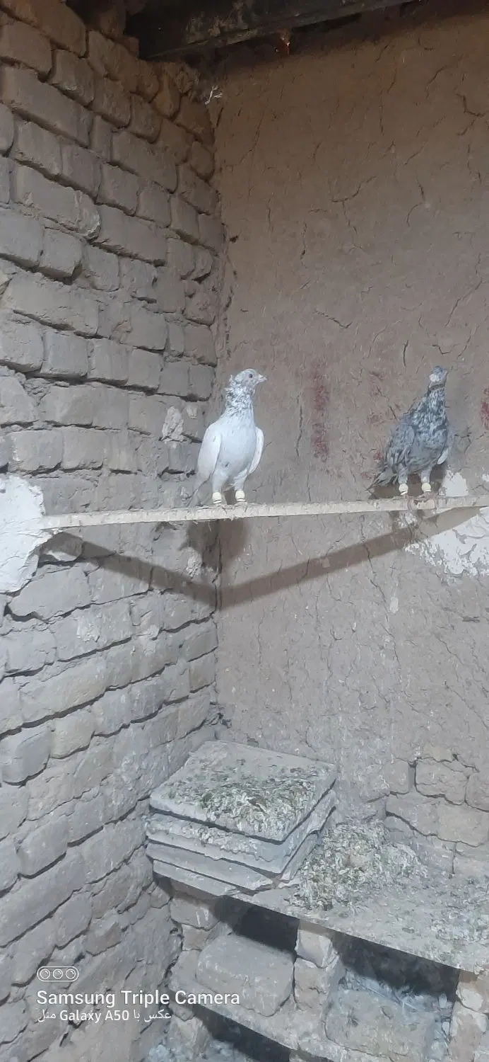 کبوتر|پرنده|ملک‌آباد, |دیوار