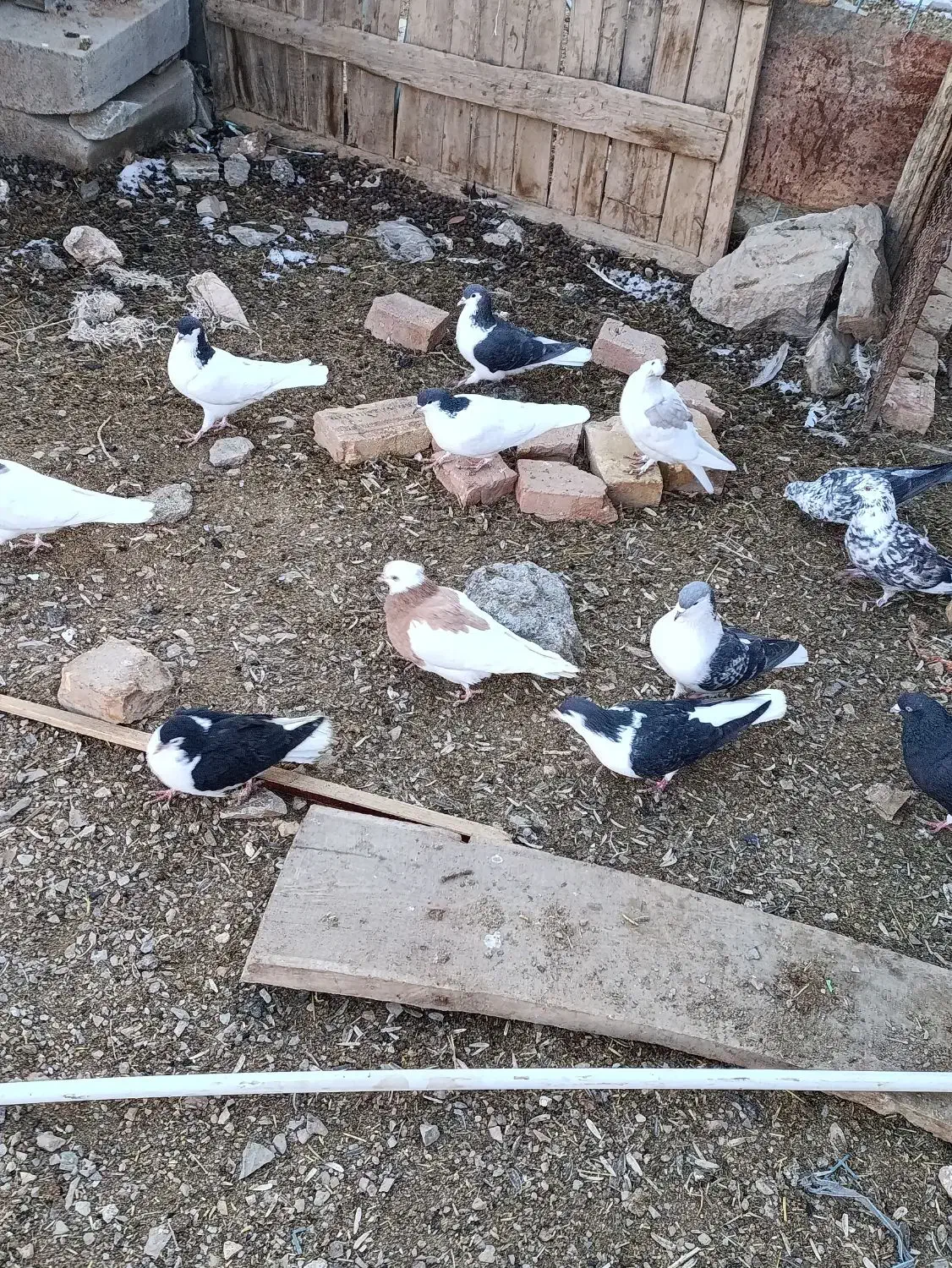 کبوتر|پرنده|قهستان, |دیوار