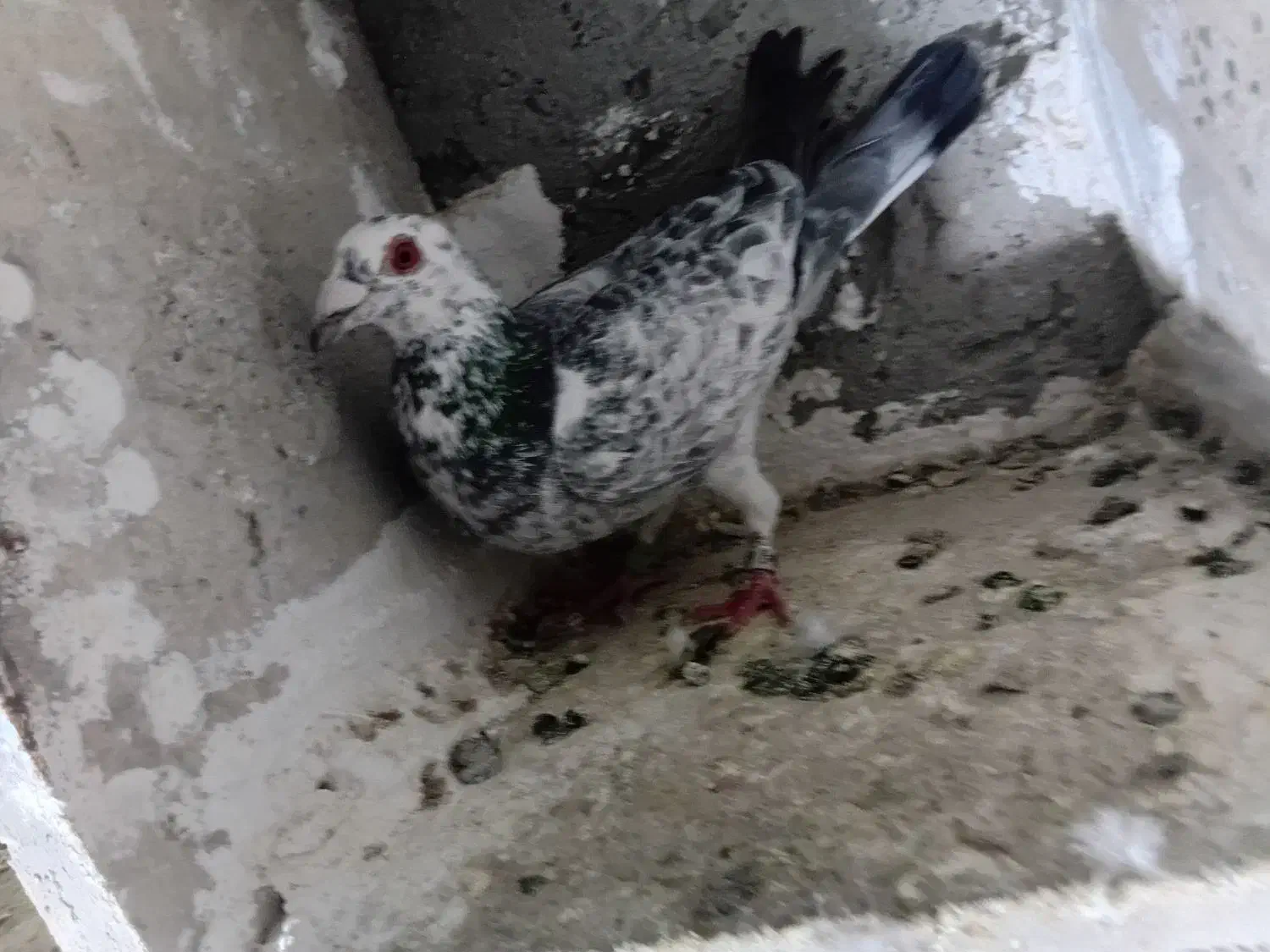 مسافتی|پرنده|اردبیل, |دیوار