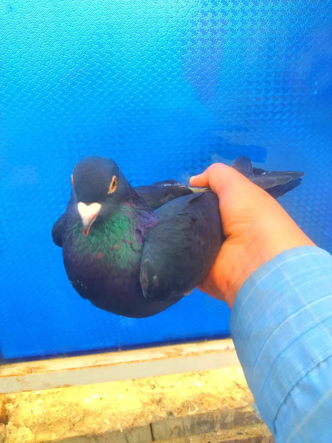 حمیدیه|پرنده|حمیدیه, |دیوار