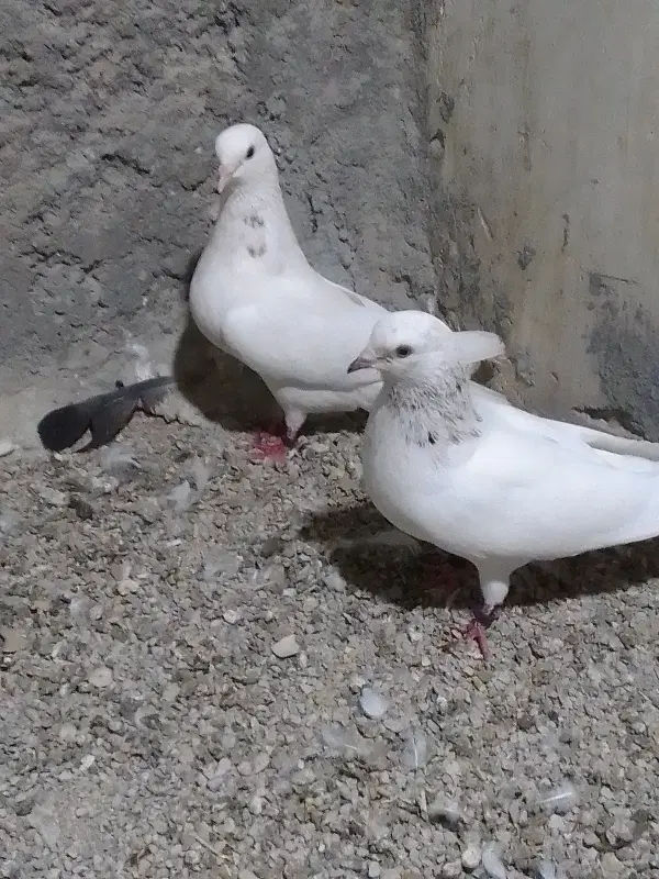 کفتر|پرنده|درگهان, |دیوار