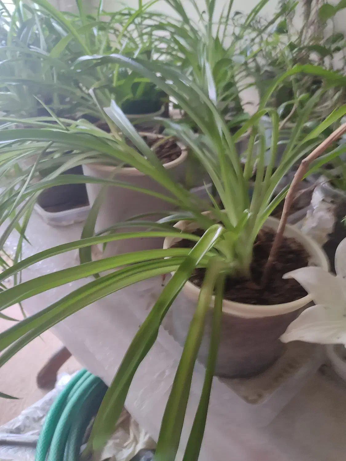 گل و گیاه|گل و گیاه طبیعی|قوچان, |دیوار