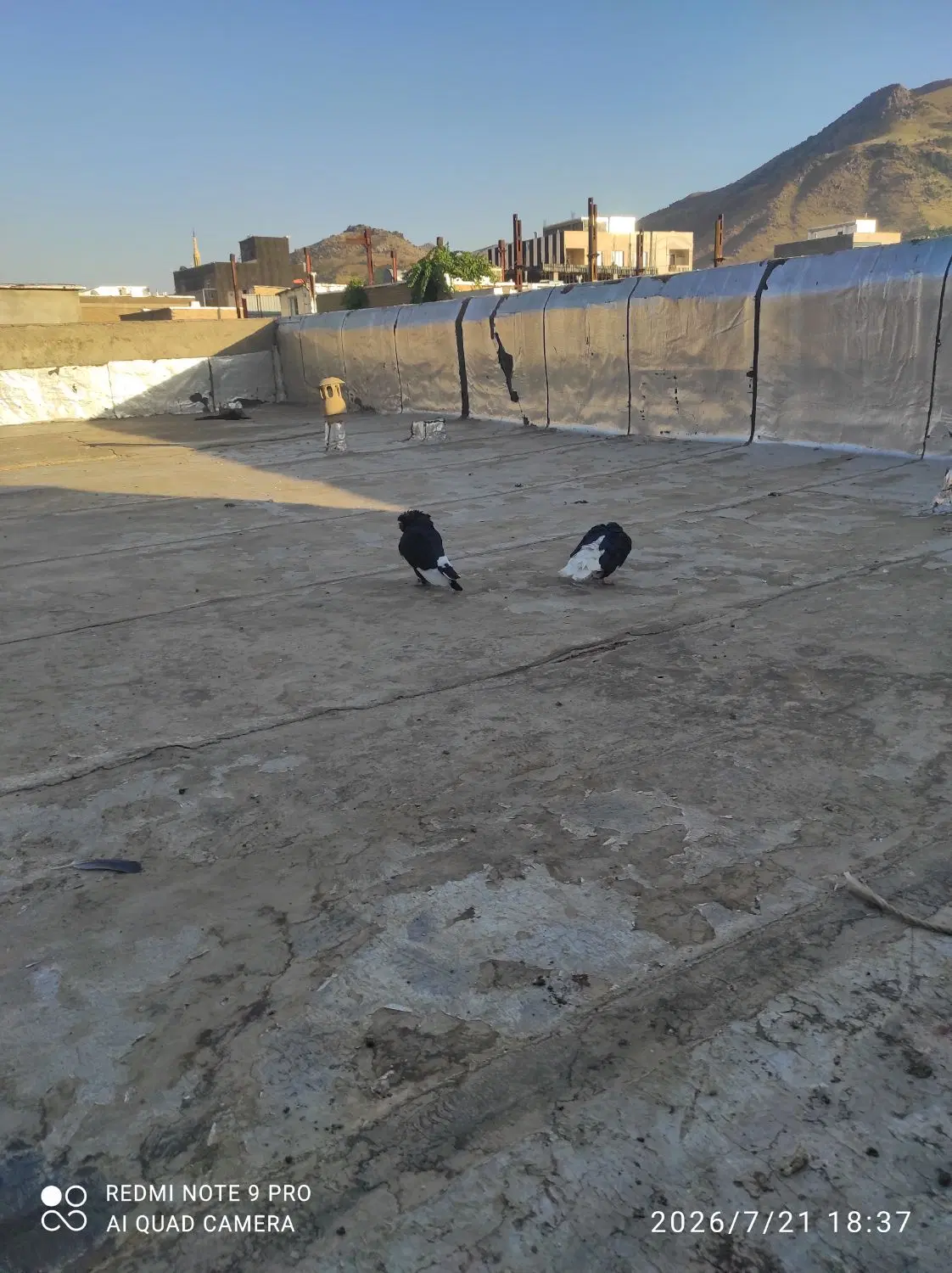 کبوتر|حیوانات|بانه, |دیوار