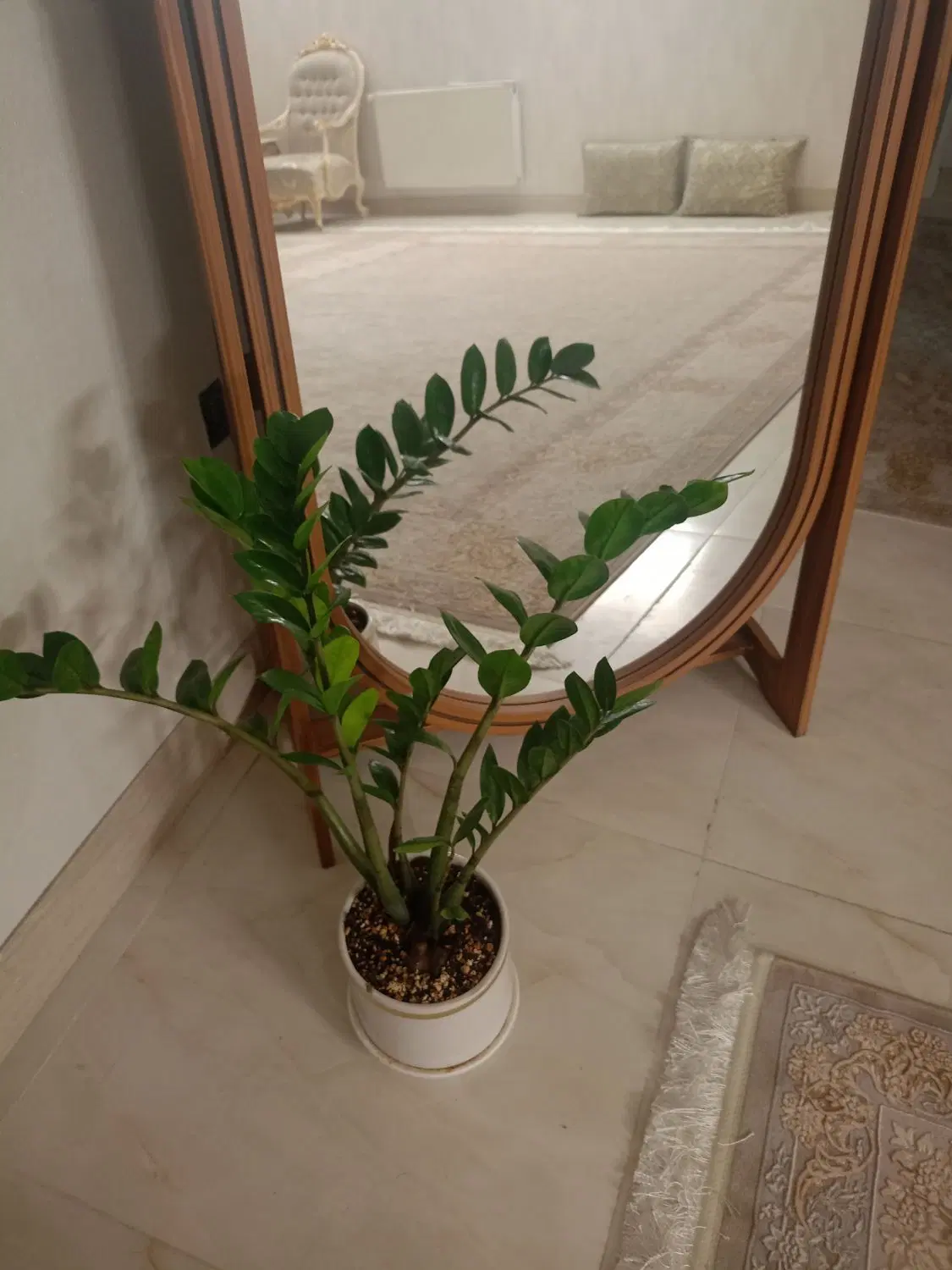 گل طبیعی|گل و گیاه طبیعی|نیشابور, شهرک اندیشه|دیوار