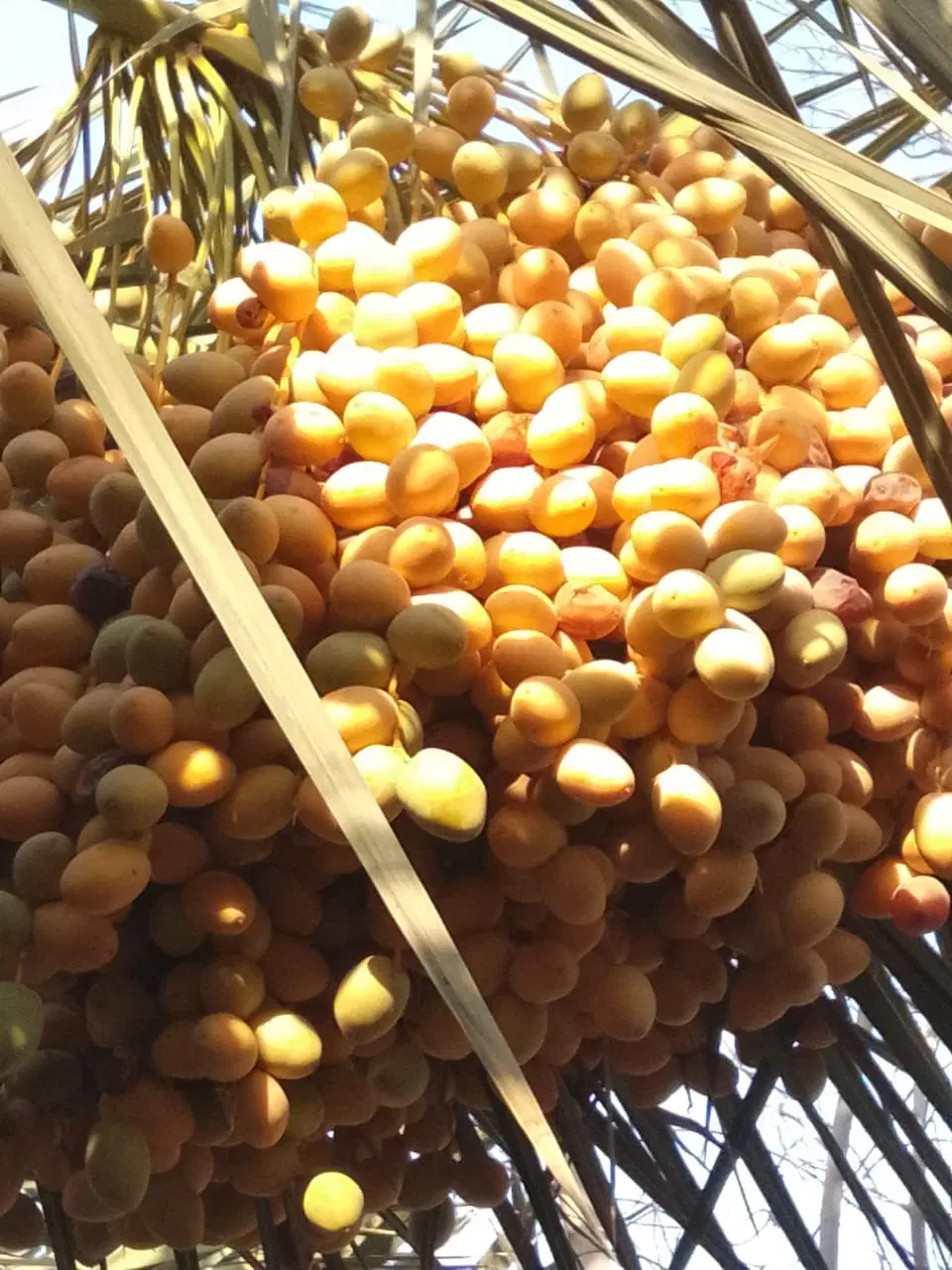 خارک|خوردنی و آشامیدنی|خرمشهر, |دیوار