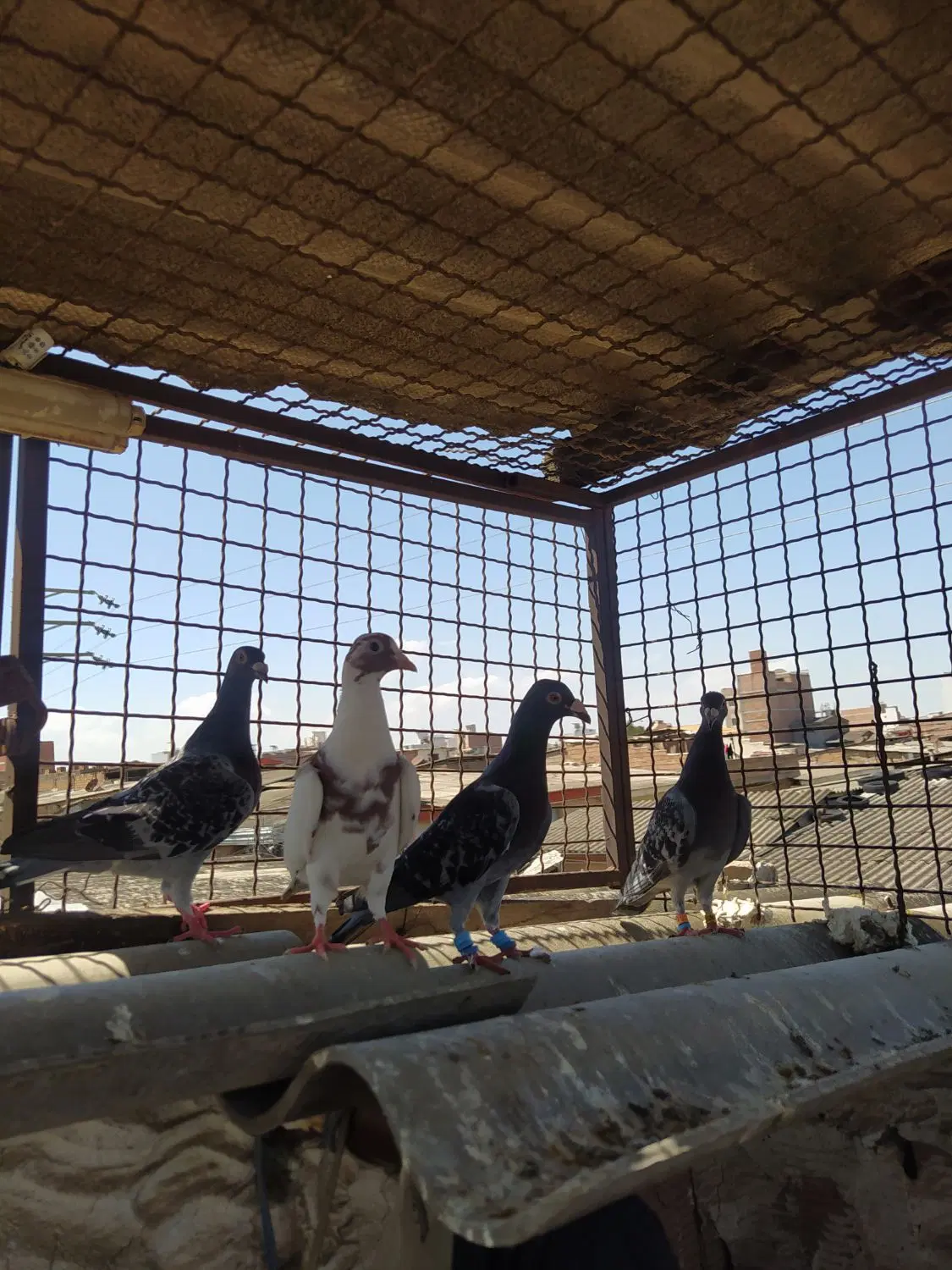 کبوتر|پرنده|گرگان, |دیوار