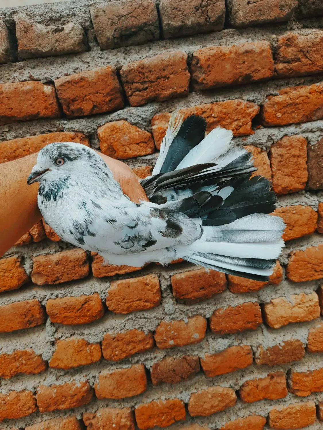 کبوتر|پرنده|اردبیل, |دیوار