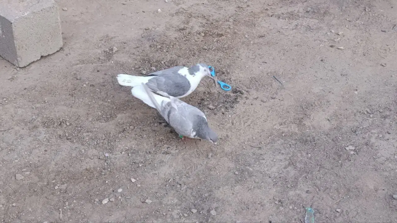 کفتر|پرنده|شهرآباد, |دیوار