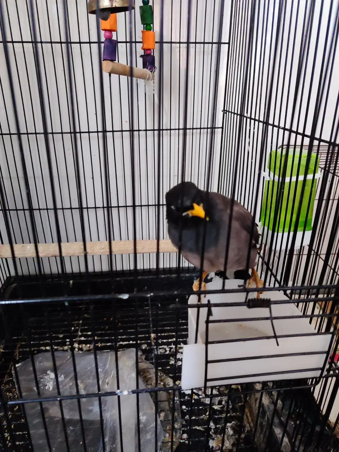 مرغ مینا|پرنده|بندر ترکمن, |دیوار