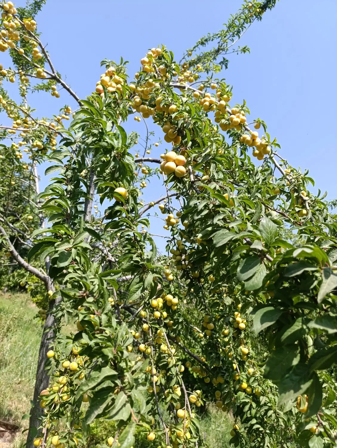 آلو|خوردنی و آشامیدنی|بانه, |دیوار