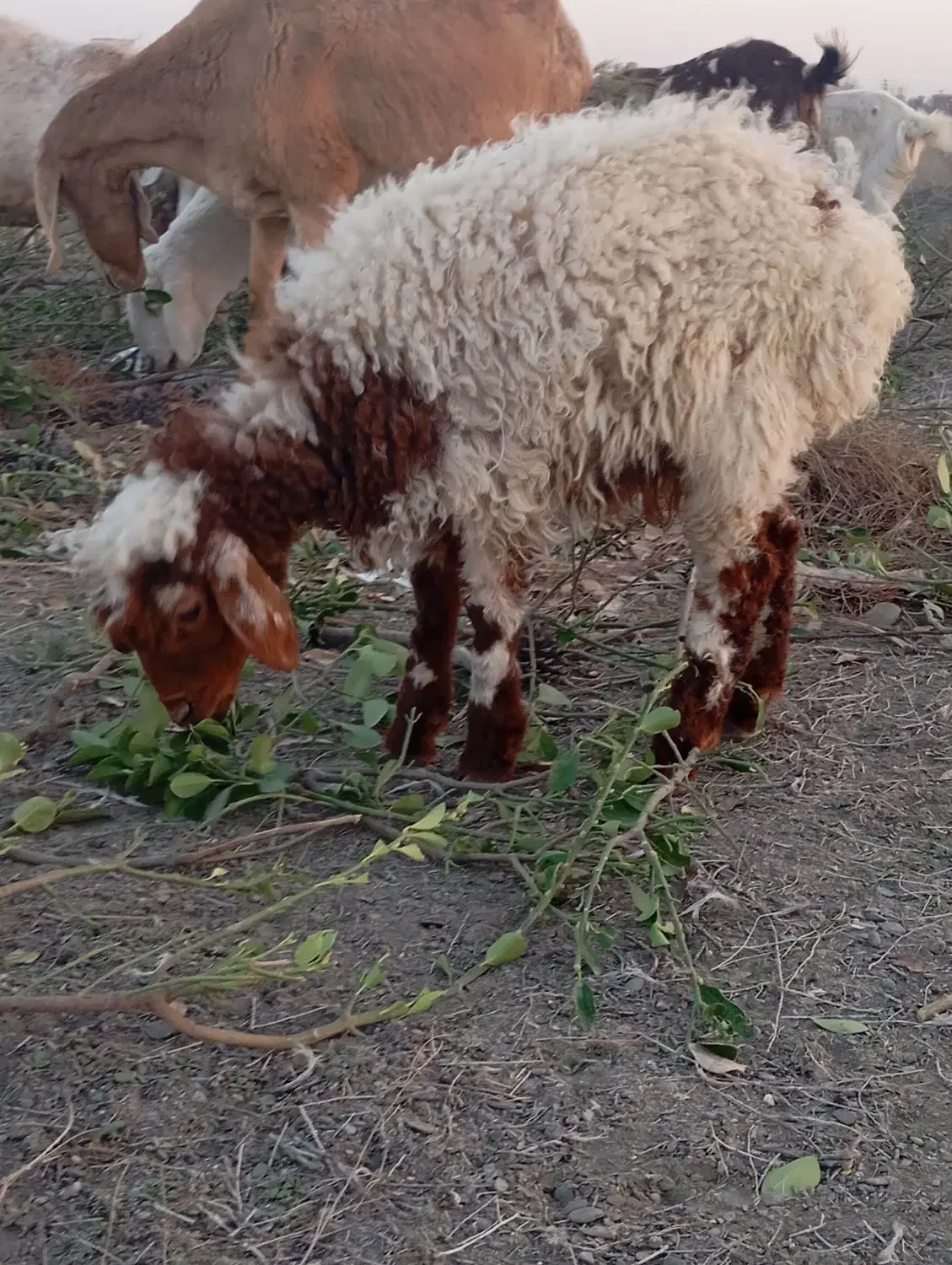 بره نر|حیوانات مزرعه|مشهد, کلاته برفی|دیوار