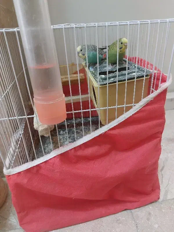 مرغ عشق|پرنده|مشهد, کوشش|دیوار