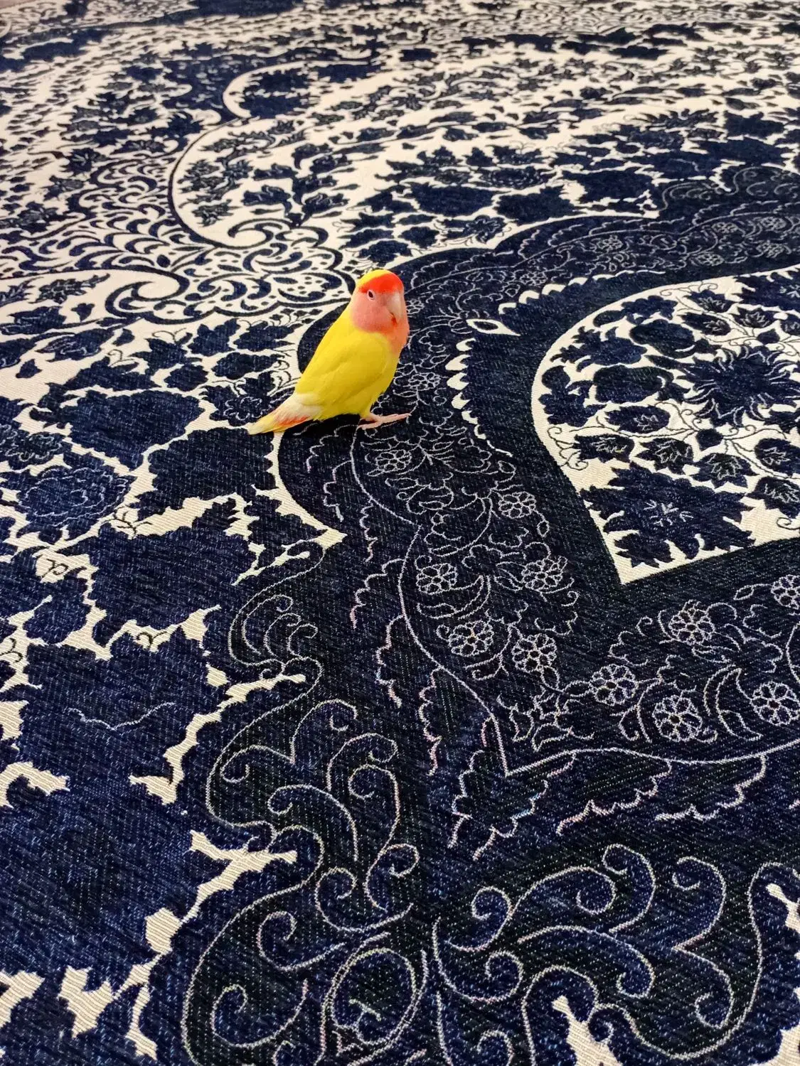 طوطی|پرنده|چهارباغ, |دیوار