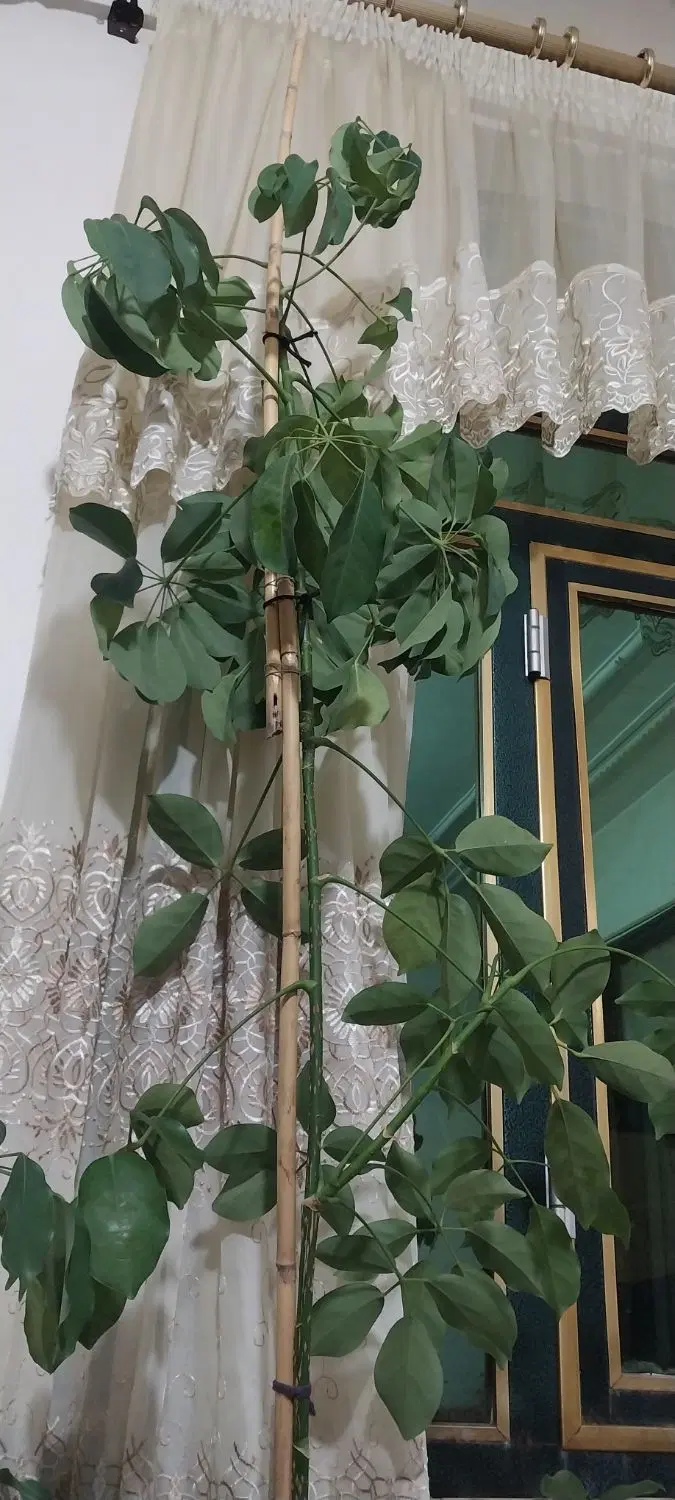 گل و گیاه|گل و گیاه طبیعی|اسدآباد, |دیوار
