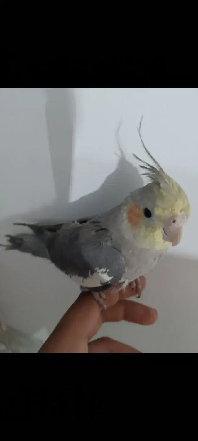 عروس هلندی|پرنده|تبریز, |دیوار