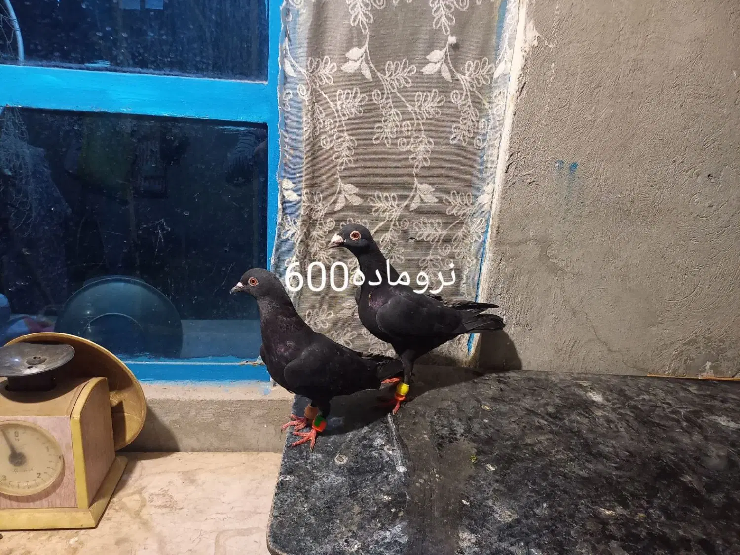 کفتر|پرنده|مشهد, نیزه|دیوار