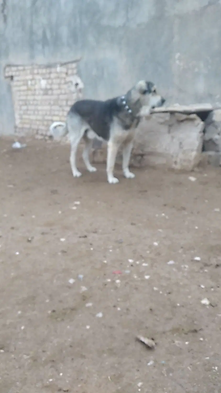 سگ خوب|سگ|همدان, |دیوار