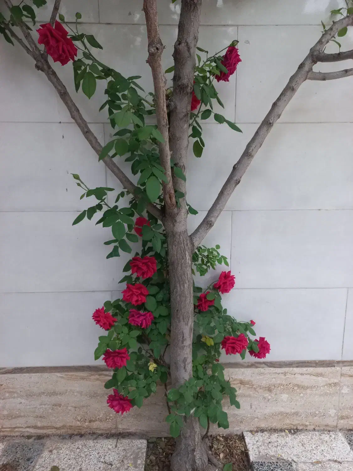 تصویر 13