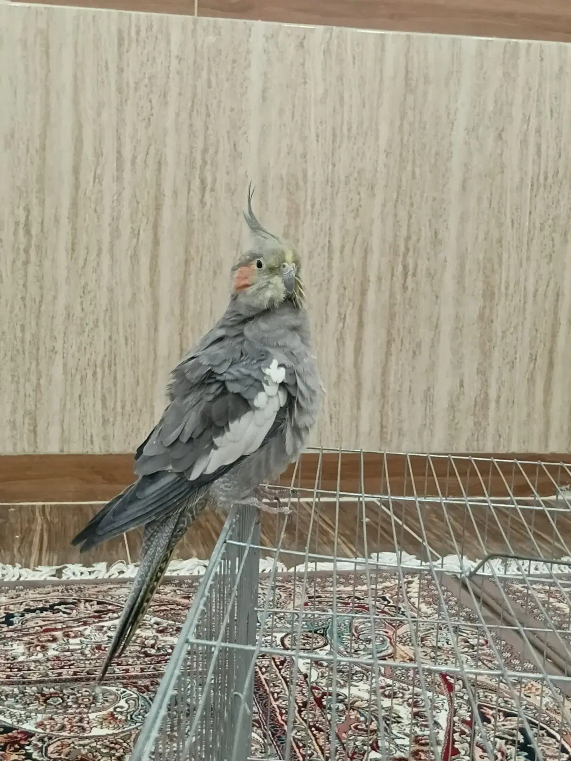 طوطی|پرنده|بانه, |دیوار