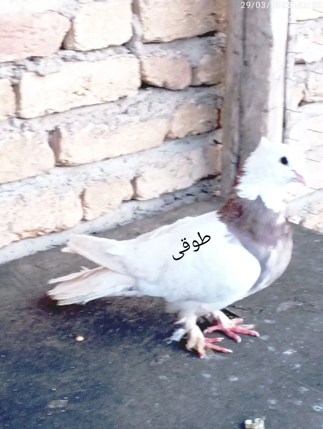 کفتر|حیوانات|فارسان, |دیوار