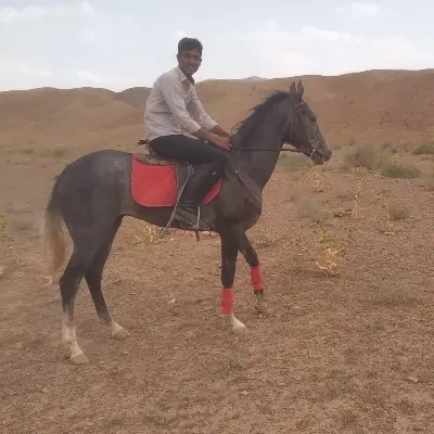 اسب|اسب و تجهیزات اسب‌سواری|کاشمر, |دیوار