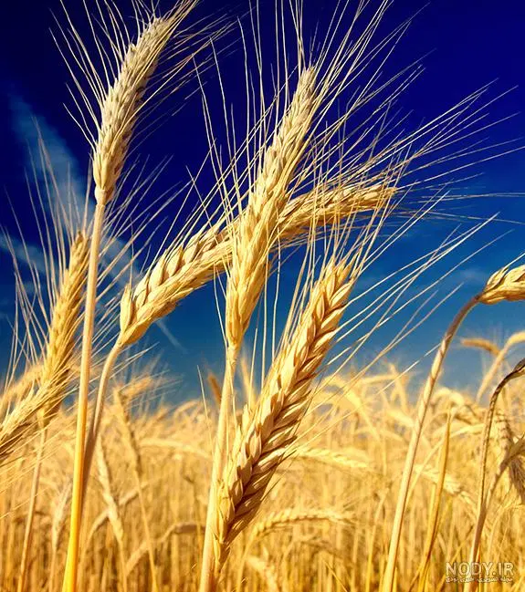 گندم|گل و گیاه طبیعی|آبپخش, |دیوار