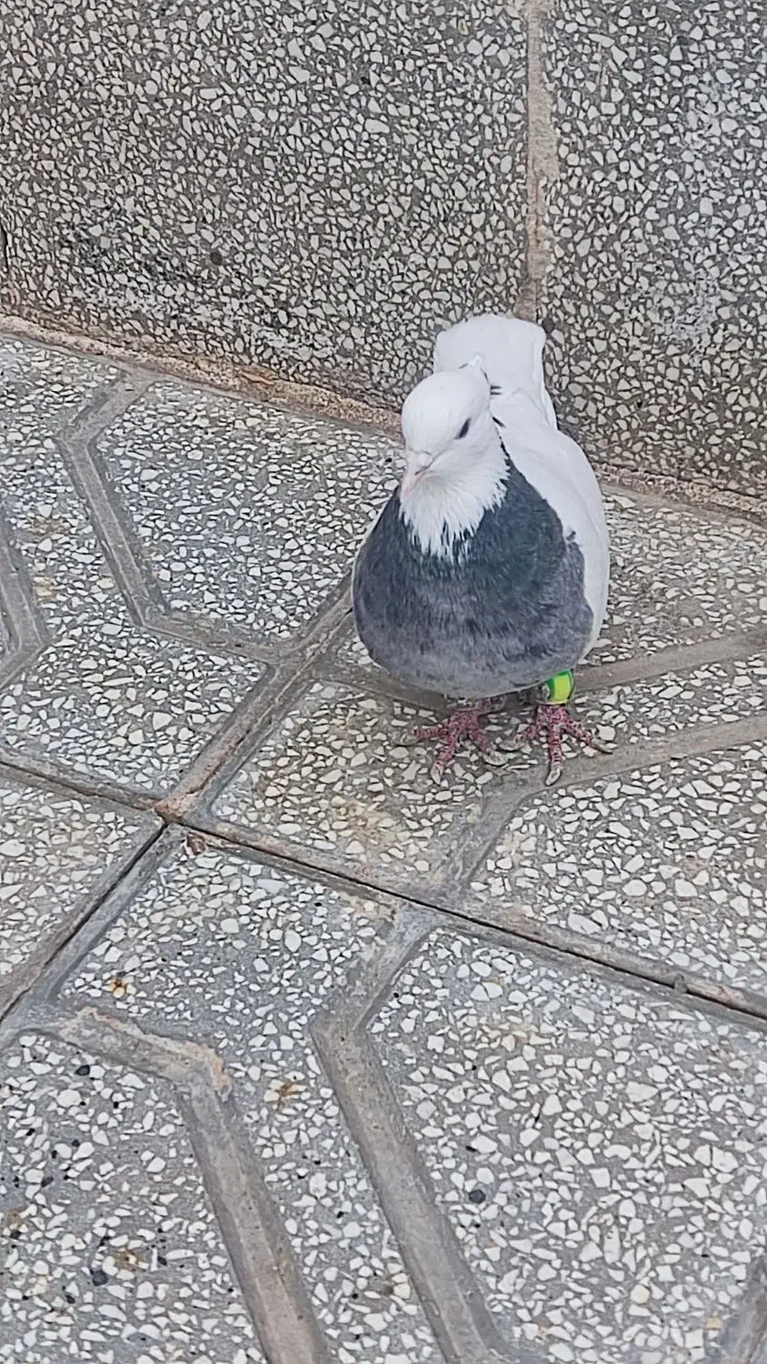 ایتیتیا|پرنده|خوشاب, |دیوار