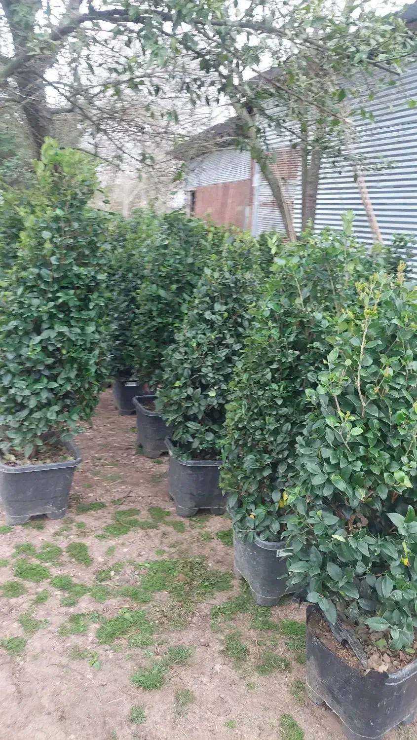 یاس هلندی|گل و گیاه طبیعی|سنگر, |دیوار