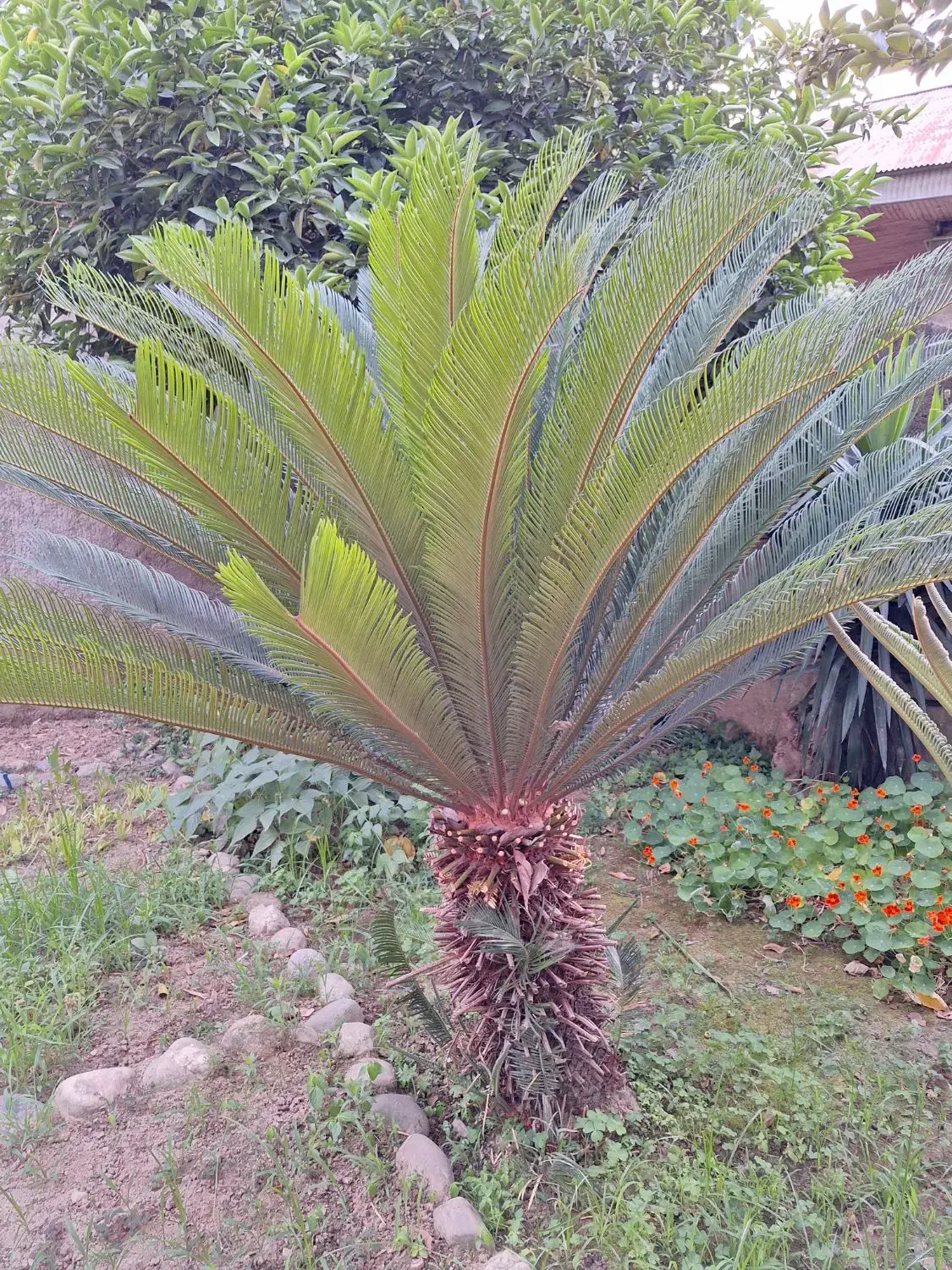 سیکاس|گل و گیاه طبیعی|رشت, علی آباد|دیوار