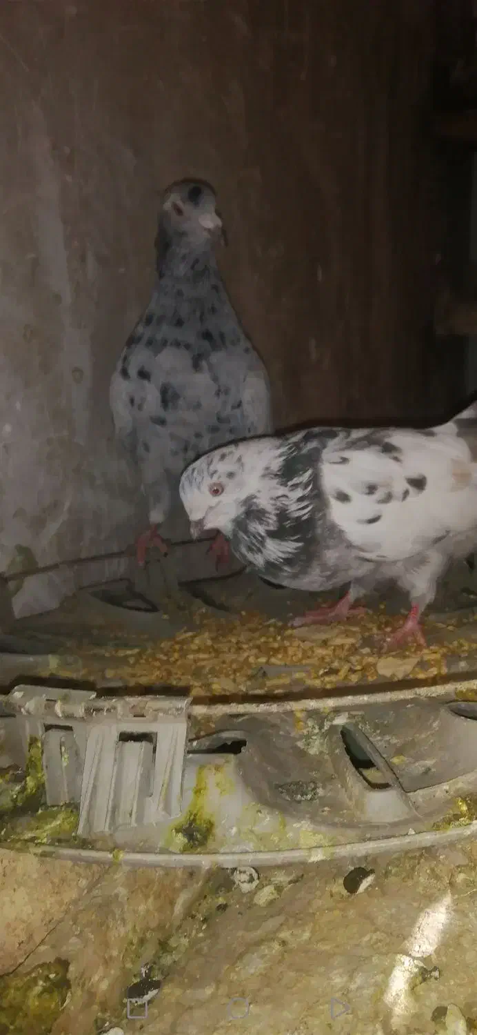 کفتر|حیوانات|ملایر, |دیوار