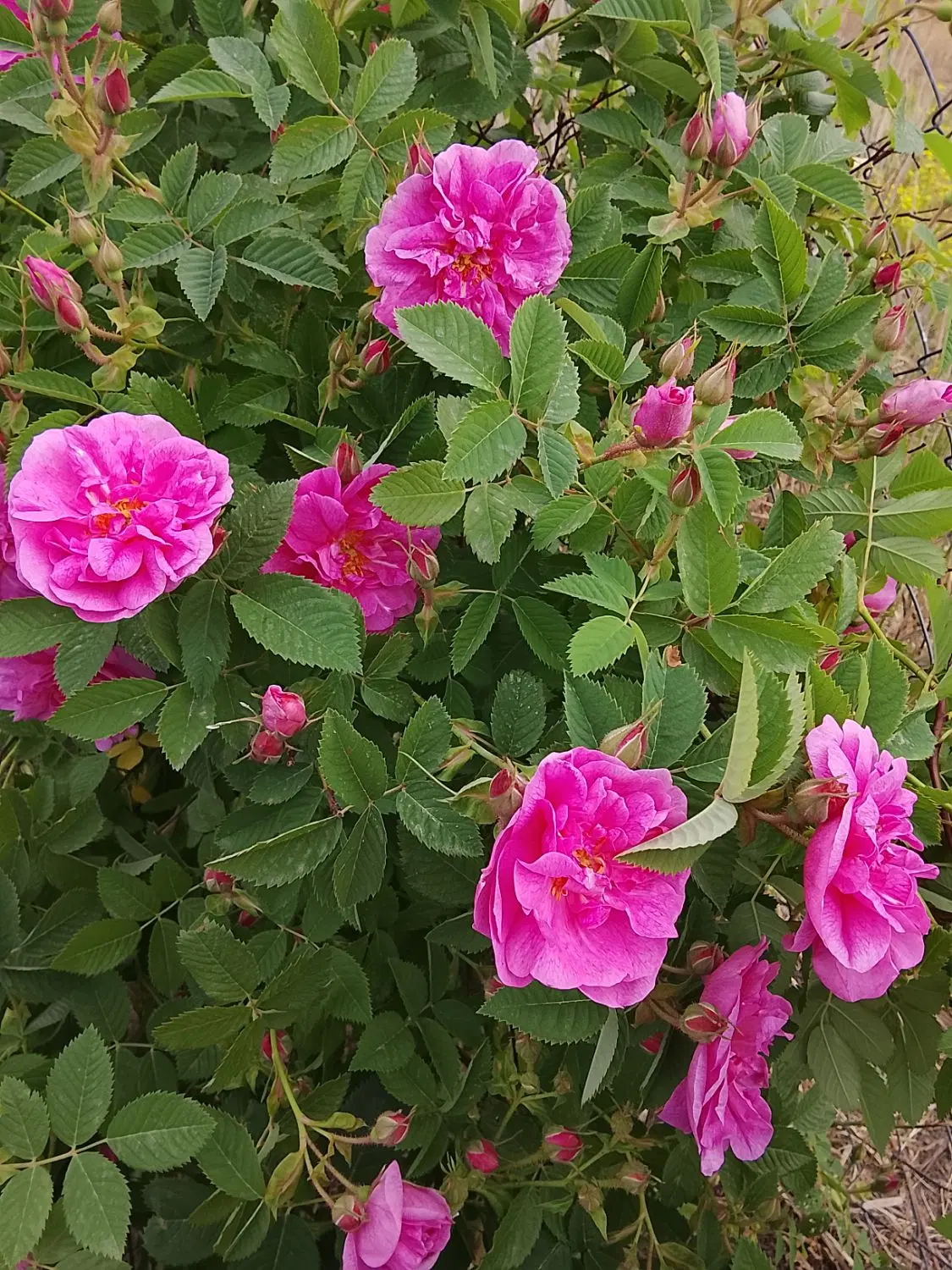 گل محمدی|گل و گیاه طبیعی|شوط, |دیوار