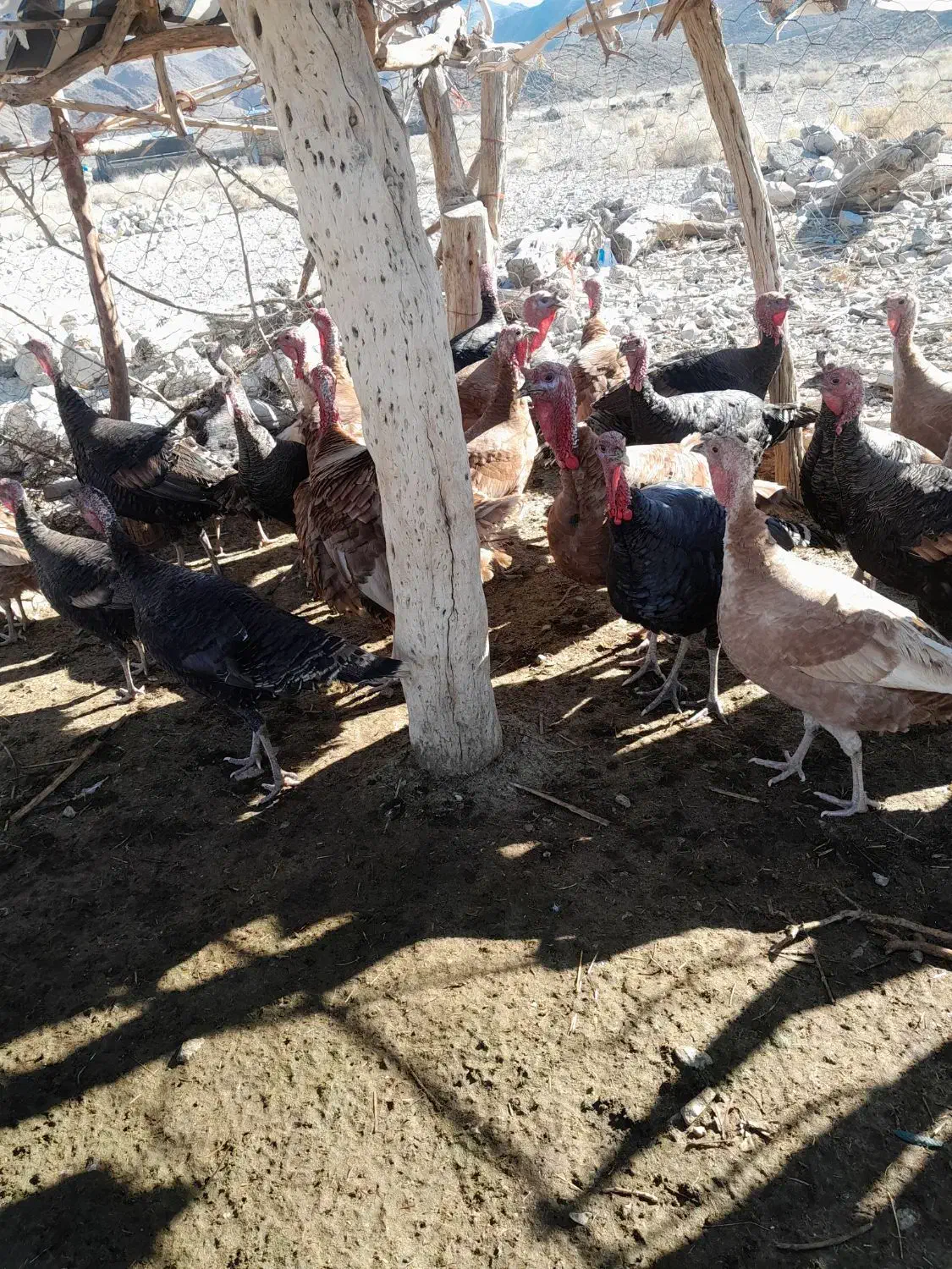 بقلمون|حیوانات مزرعه|بافت, |دیوار