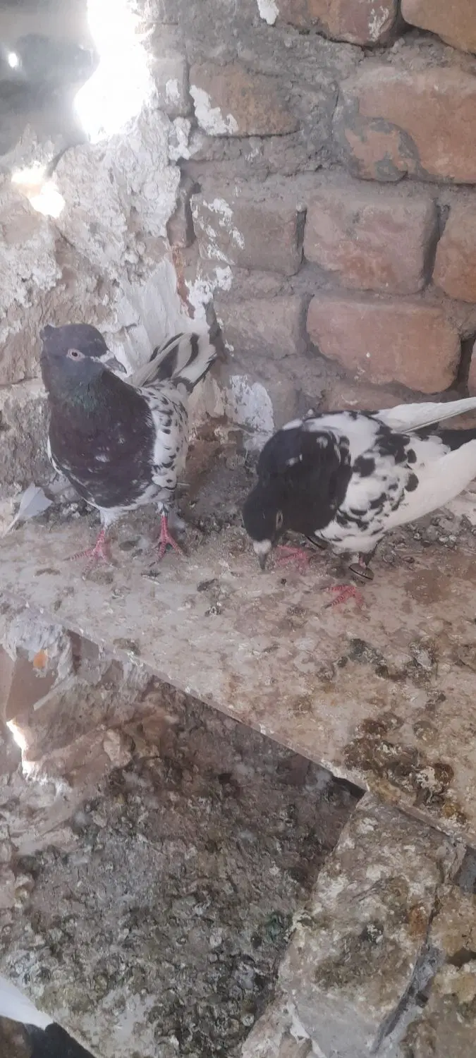 کفتر|پرنده|بوژگان, |دیوار