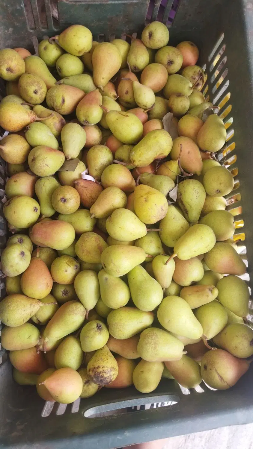 گلابی|خوردنی و آشامیدنی|گنبد کاووس, |دیوار
