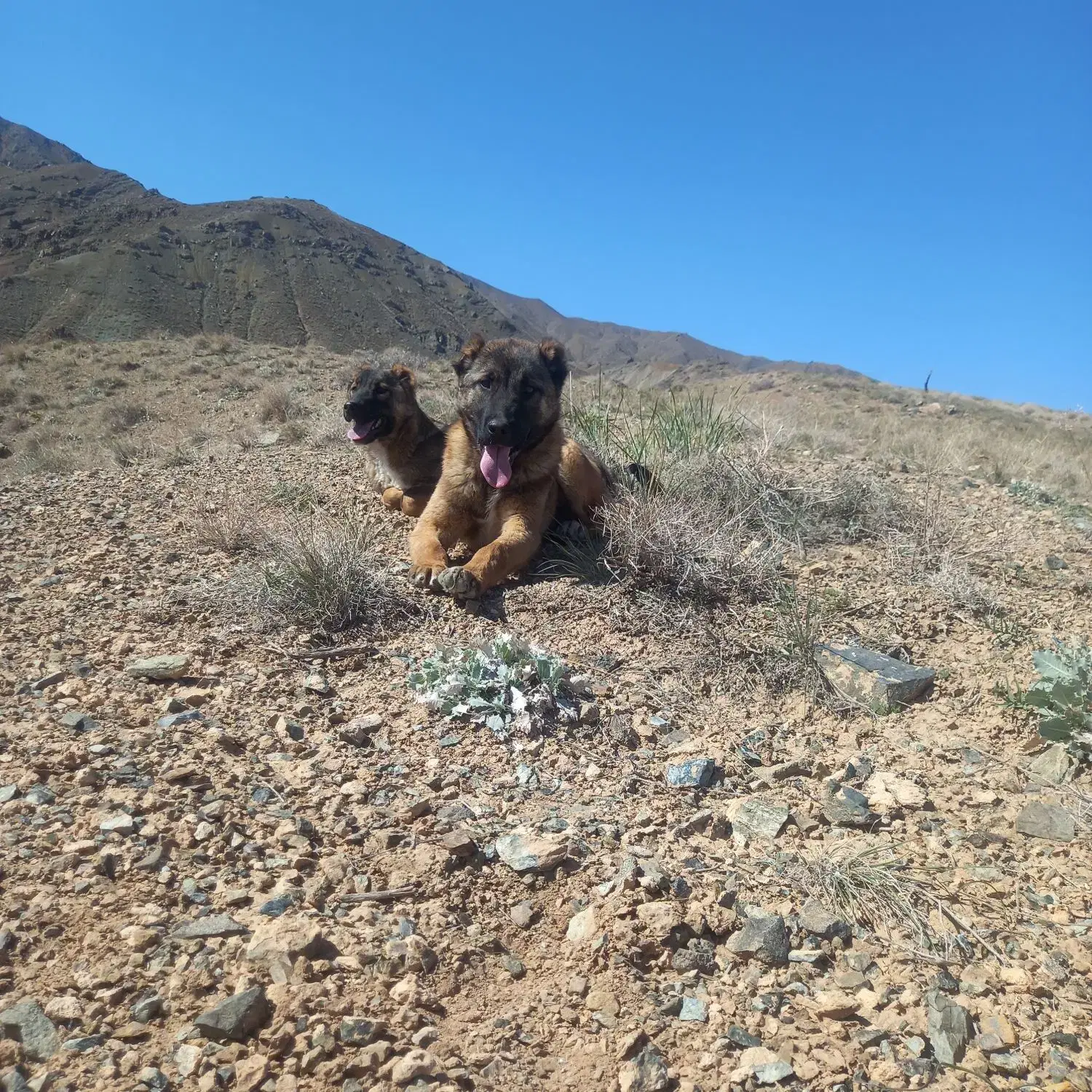 توله|سگ|جغتای, |دیوار