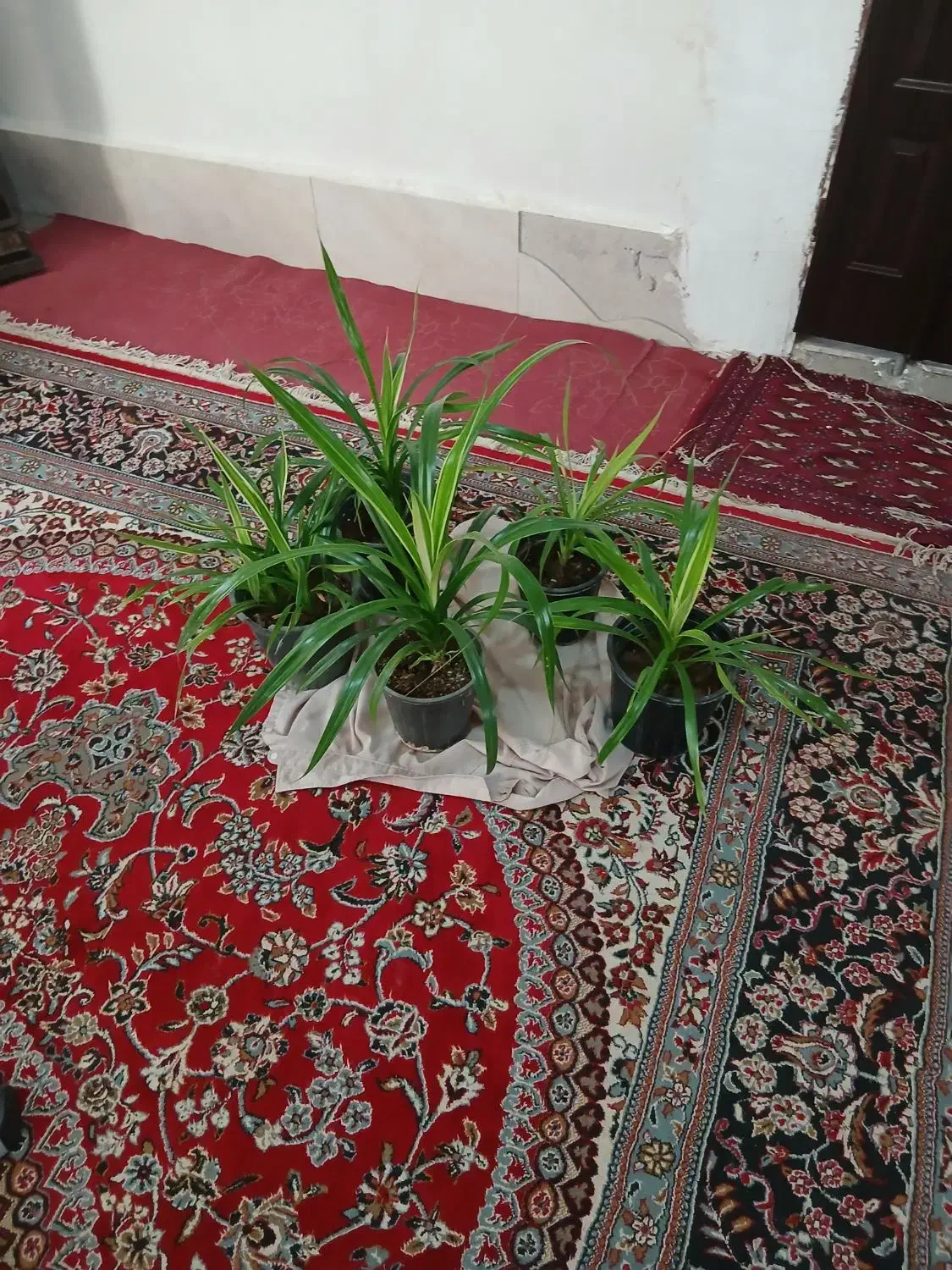 گل پامتاس|گل و گیاه طبیعی|مشهد, کلاته برفی|دیوار