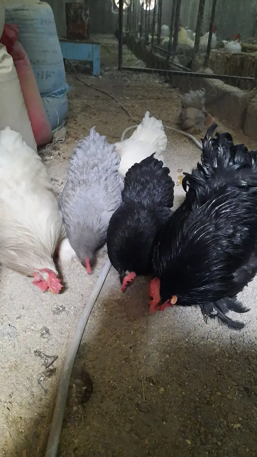 تخم.جوجه ونیمچه. مرغ وخروس نژاد کوشین.آمروک.چاپنیز|حیوانات مزرعه|قزوین, |دیوار