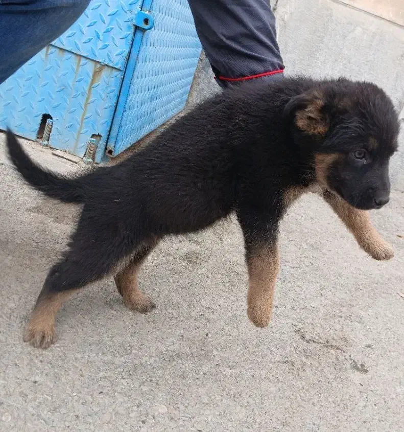 سگ ژرمن|سگ|باغستان, |دیوار