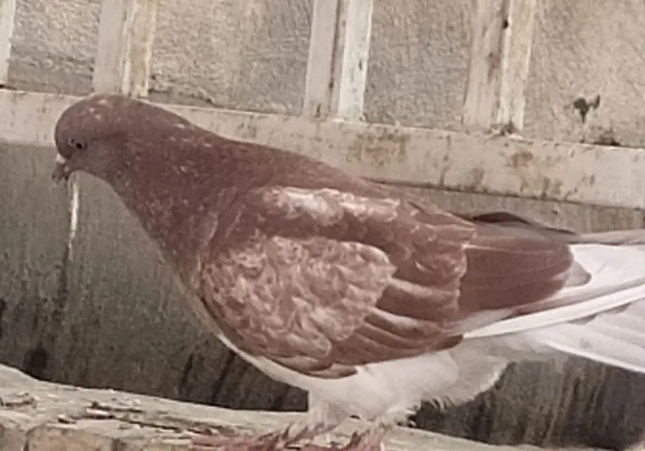 کبوتر|پرنده|مشهد, شهید مطهری|دیوار