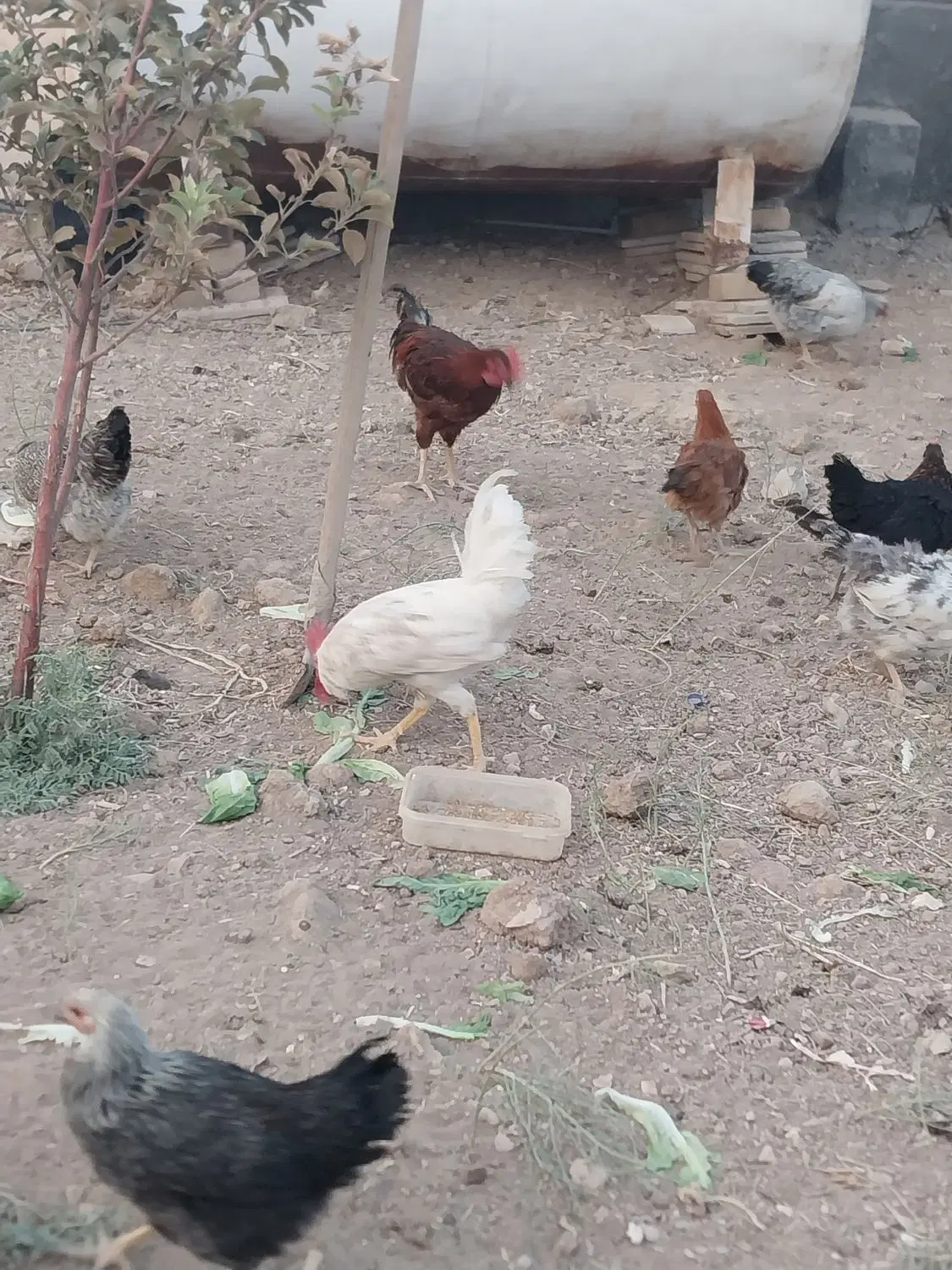 خروس|حیوانات مزرعه|شازند, |دیوار