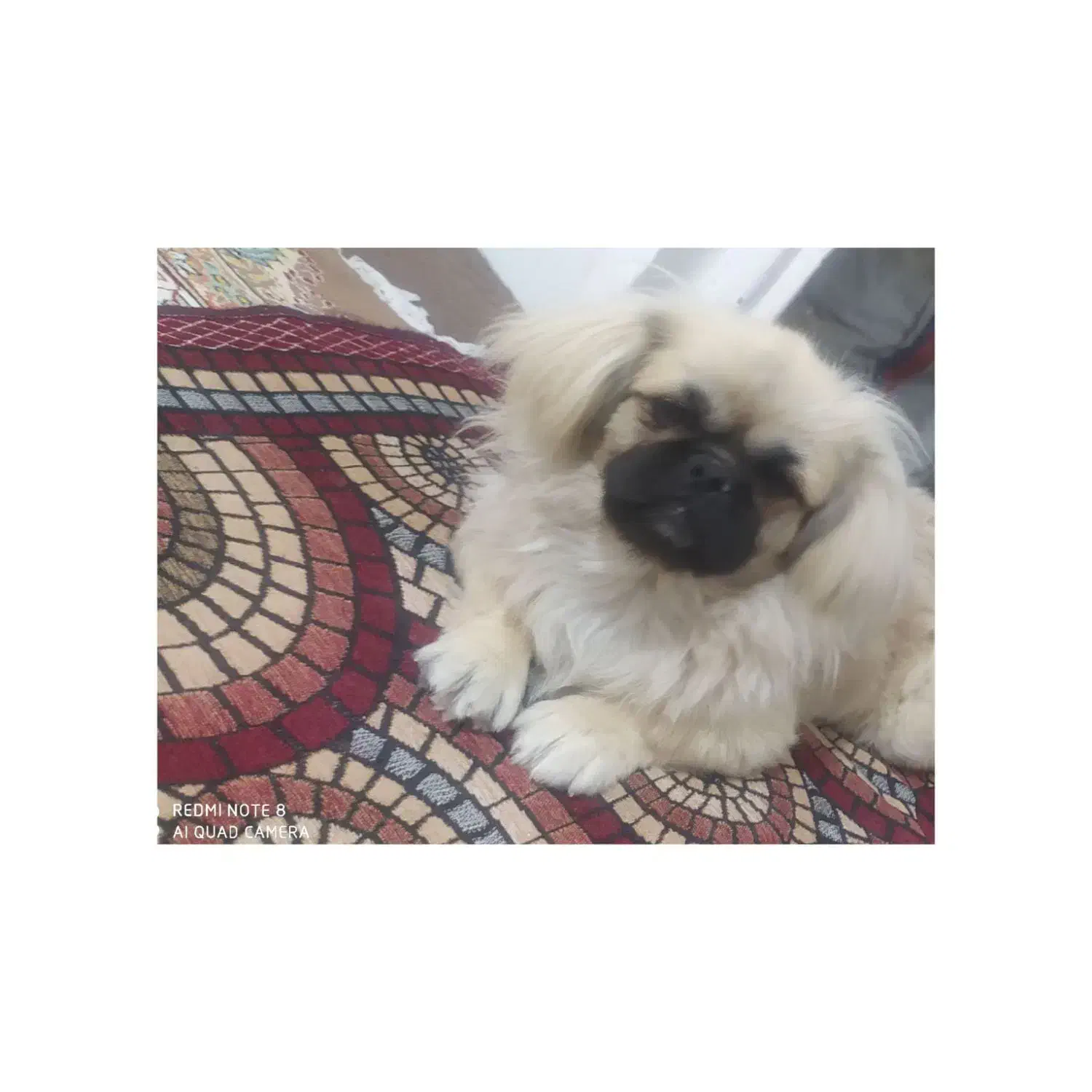 سگ گمشده|حیوانات|مرودشت, ثبت احوال|دیوار