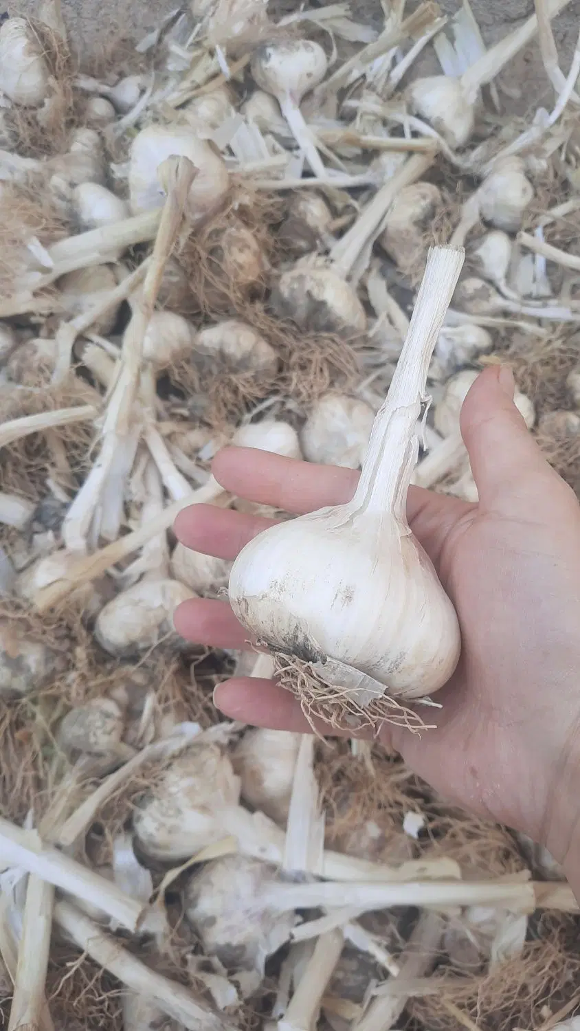 سیر|خوردنی و آشامیدنی|قزوین, |دیوار