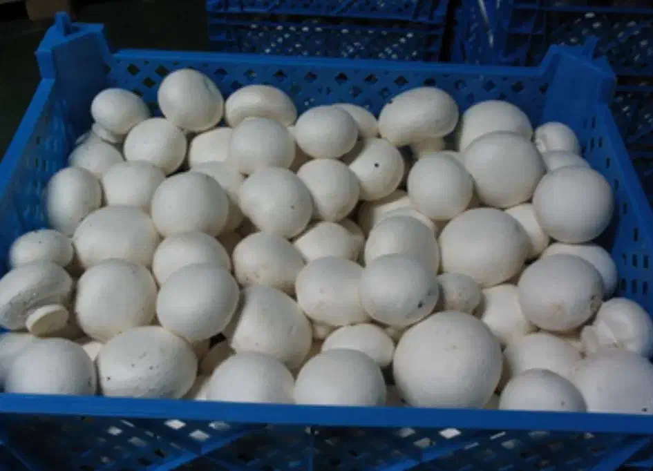 قارچ|خوردنی و آشامیدنی|هشتگرد, ینگی امام|دیوار