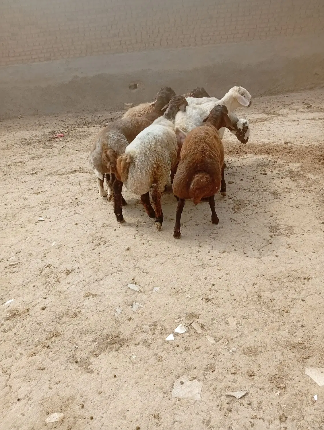 بره|حیوانات مزرعه|قوچان, |دیوار