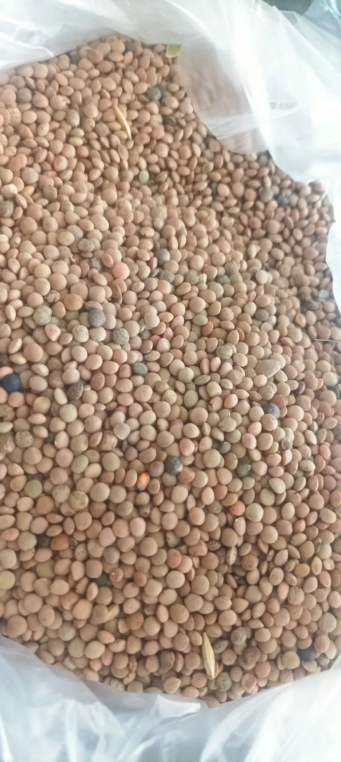 عدس|خوردنی و آشامیدنی|بهارستان, |دیوار