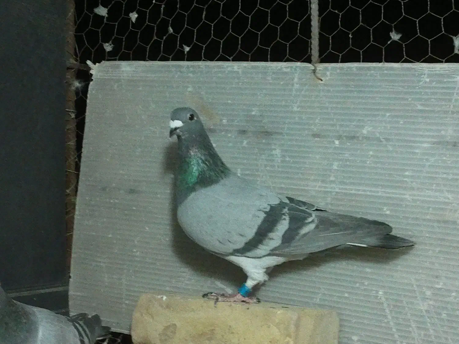 سبز ابلغ|پرنده|بیرجند, |دیوار