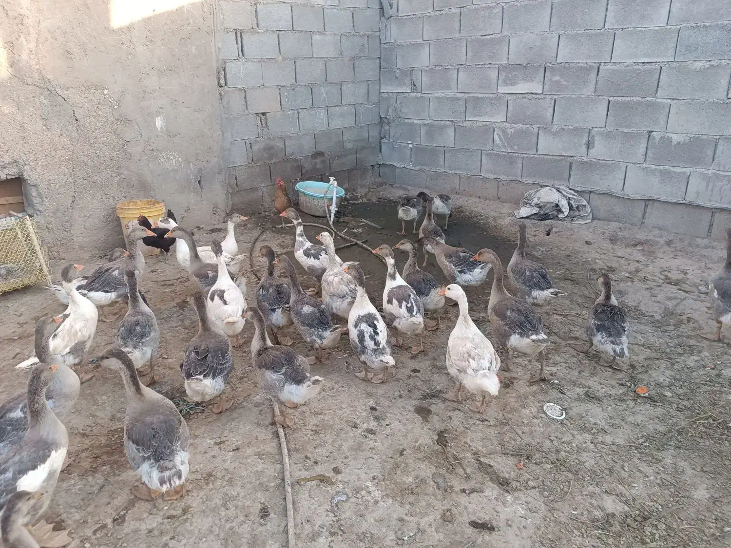 غاز|حیوانات مزرعه|سوسنگرد, |دیوار