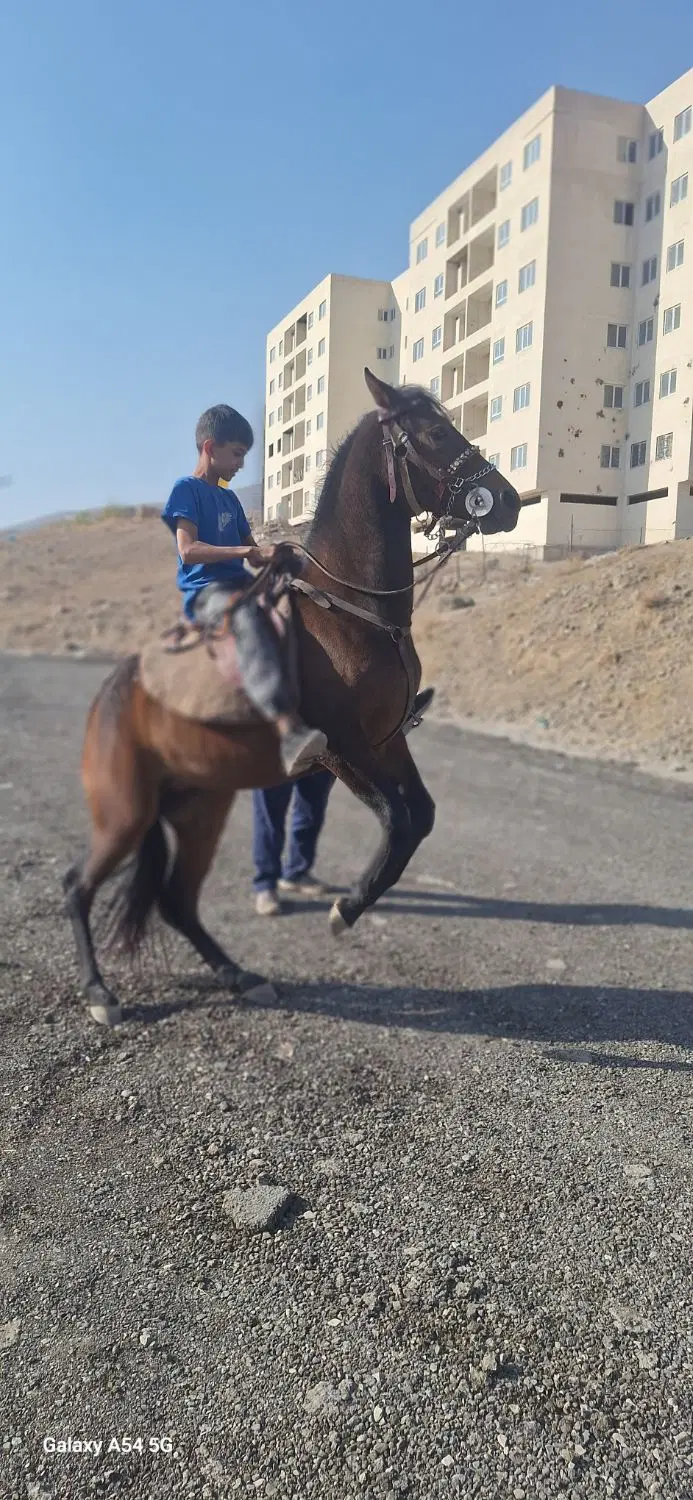 اسب|اسب و تجهیزات اسب‌سواری|بومهن, |دیوار